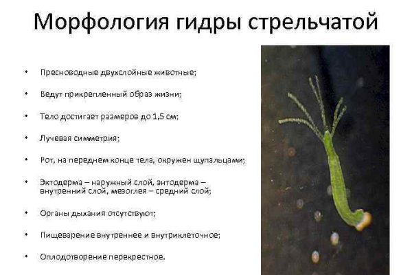Kraken рабочее зеркало